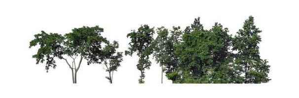 Forest and foliage in summer for both printing and web pages isolated on white background photo