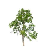 Trees that are isolated on a white background are suitable for both printing and web pages photo