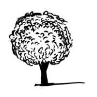 Vector hornbeam tree ink sketch isolated