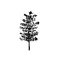 Hand drawn birch sketch. Vector birch tree ink sketch isolated