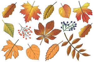 conjunto de hojas de otoño. hojas de otoño dibujadas a mano. ilustración vectorial plana. vector