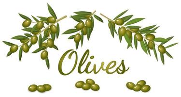 Branches and fruits of the olive tree.Realistic image of olives and branches with leaves.Flat vector image.