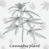 simplicidad planta de cannabis dibujo a mano alzada diseño plano. vector