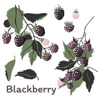 Blackberry on the branch with green leaves. Summer berries. Vector illustration