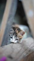 The cute little cat playing in the yard photo