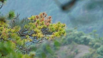 The beautiful mountains landscapes with the green forest and erupted rock cliff as background in the countryside of the China photo