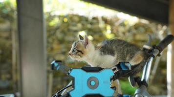 The cute little cat playing in the yard photo