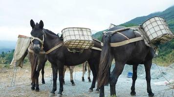 un caballo de mula transportando el material de construcción caminando por la carretera foto