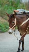 One mule horse carrying on the construction material walking along the road photo