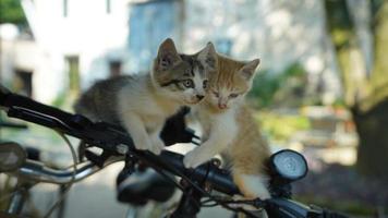 The cute little cat playing in the yard photo