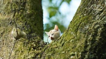 Two cute little cats climbing up on the tree for resting photo