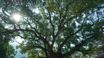 One big tree have been growing for thousand years in the countryside village of the China photo