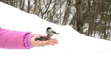 Titmouse bird in women's hand eats seeds, winter, slow motion video