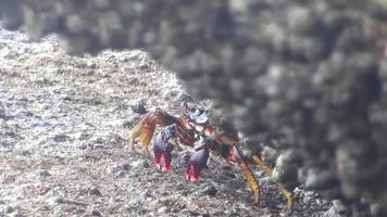 mar pequeno caranguejo rastejando na costa de pedra. incrível mundo tropical das ilhas semilan, tailândia video