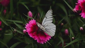 aporia crataegi svart ådrad vit fjäril på rosa nejlika blomma video