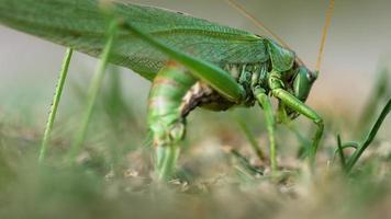 Big green locust female lays eggs in the soil close up. video