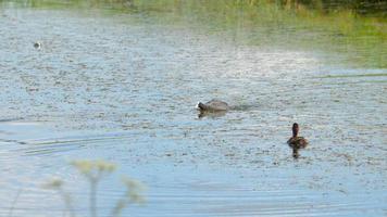 focha euroasiática fulica atra ataca al pollo pato, ahuyentando a sus polluelos video