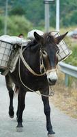 un caballo de mula transportando el material de construcción caminando por la carretera foto