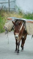 un caballo de mula transportando el material de construcción caminando por la carretera foto