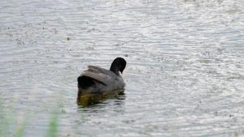 Eurasian coot.  Fulica Atra  bird swimming and eat grass and seaweed. video