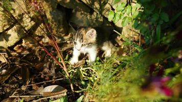 The cute little cat playing in the yard photo