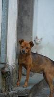 One adorable dog playing in the yard freely photo