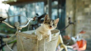 The cute little cat playing in the yard photo