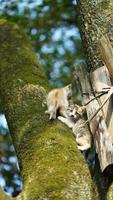 Two cute little cats climbing up on the tree for resting photo