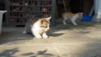 The cute little cat playing in the yard photo