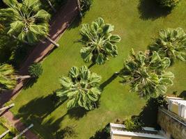 aerial view of palm tree green and tranquility. background photo