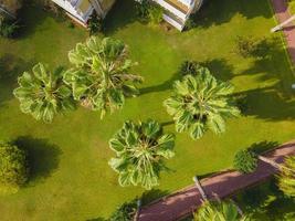 aerial view of palm tree green and tranquility. background photo