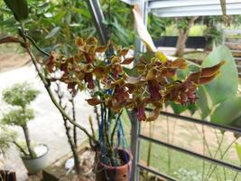 Selective focus of beautiful yellow Dendrobium discolor orchid flowers in garden on blurred background. photo