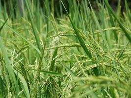 primer plano de una planta de arroz que emerge con granos de arroz verde en un campo. foto