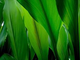 green leaf background photo