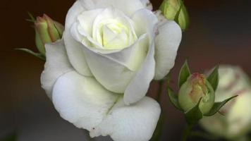 Nahaufnahme einer weißen Rose Blume auf grünem Hintergrund. Sommerkonzept. Sommergarten video