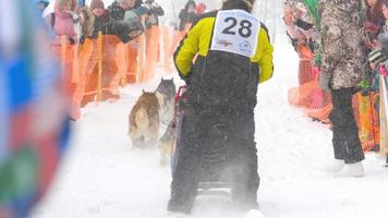 Novosibirsk, russo federazione febbraio 23, 2018 - rauco slitta cani con cane autista inizio nel concorsi nel gare su slitte, lento movimento. il energia di Siberia Festival video