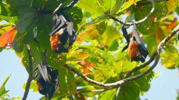 Three Lyle's flying fox Pteropus lylei hangs on a tree branch, slow motion video