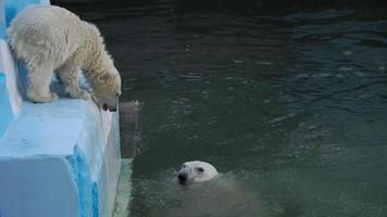 Polar bear six month cub playing in water video