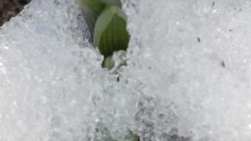 printemps timelapse hiver neige fond fleur blanc muscari video