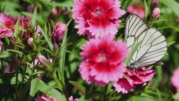 aporia crataegi svart ådrad vit fjäril på rosa nejlika blomma video