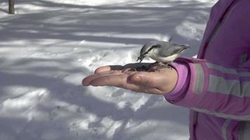 boomklever en mees vogelstand in vrouwen hand- eet zaden, winter video