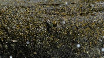 cangrejos en la roca y peces saltarines ondulados, olas ondulantes, primer plano, cámara lenta video