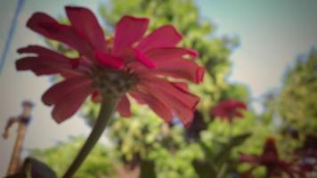 flor roja desenfocada zinnia violacea que florece en el fondo de la naturaleza del jardín tiro de la mañana de primavera foto