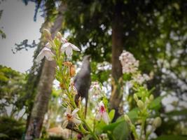 no enfoque la flor de kopsia en un jardín por la mañana foto