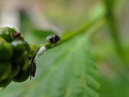 macro photo of beautiful exotic wild plants