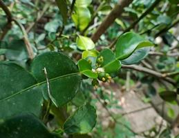 fruta fresca de lima en la frutería foto