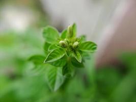 Fotografía macro de hermosas plantas silvestres exóticas foto