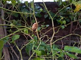 Cayenne pepper leaves damaged due to pest attacks photo