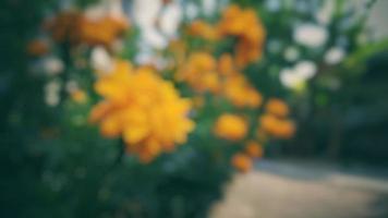 unfocused Close Up Of Yellow Marigold Blooming Outdoors blooming in the garden beside the house Spring morning photo