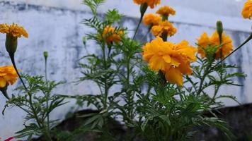 Close Up Of Yellow Marigold Blooming Outdoors blooming in the garden beside the house Spring morning photo